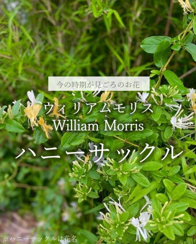 *
今回は5月から咲き始めている「ハニーサックル」を
デザインにしたウィリアムモリスシリーズの
生地をご案内いたします。

ハニーサックルは5月から7月に開花が始まり、
上品な甘い香りのする蜜のあるお花です。
和名はスイカズラという名称になります。

一つの幹から黄色・白と2色の花が咲くので、
金銀花とも言われる珍しい植物です。
名前の由来は、蜂が蜜を吸うような形に見えることから
ハニーサックルと言う名前になったそうです。

漢方や化粧品、アロマオイルにも使用されていたりと
意外と身近は植物なんです。
これからの時期、街で見かけたら
ぜひモリスの生地を思い出してください。

モリスシリーズの中でも比較的クラシックな空間に
コーディネートしやすいドレープですが、
植物の持つやさしい丸みのあるデザインは
硬すぎず優しいイメージを与えてくれます。

お部屋の中に、ハニーサックルを
取り入れてみてはいかがでしょうか♪

※商品の品番、仕様、価格は投稿時点での情報となり、
予告なく変更となる場合がございます。

＊＊＊＊＊＊＊＊＊＊＊＊＊＊＊＊

■この投稿が参考になったら【 いいね 】お願いします！

■もう一度見返すなら【 保存 】がおススメです！

■他の投稿はこちらのプロフィールから
@ksc.showroom

＊＊＊＊＊＊＊＊＊＊＊＊＊＊＊＊

川島織物セルコン ショールームでは、
カーテン・ラグ・ビニル床タイル 等の
さまざなな商品サンプルをご覧いただけます。

ぜひ、ご来場お待ちしております！

※展示状況・休館日は各ショールームごとに
異なる場合がありますので、お問い合わせください。

＊＊＊＊＊＊＊＊＊＊＊＊＊＊＊＊

#川島織物セルコン
#Kawashimaorimonoselkon
#川島セルコンスタイル
#川島織物セルコンショールーム
#スイカズラ
#ウィリアムモリス
#Williammorris
#モリス
#クラシック
#インテリア
#リビング
#英国インテリア
#オーダーカーテン
#モリス好き
#模様替え
#リフォーム
#インテリアコーディネート
#和室カーテン
#5月の花
#6月の花
#アロマオイル
#ハニーサックル
#リラックス効果
#植物のある暮らし
#ウィリアムモリスの部屋
#ハニーサクルアンドチューリップ
#ハニーサクル
#花柄のカーテン