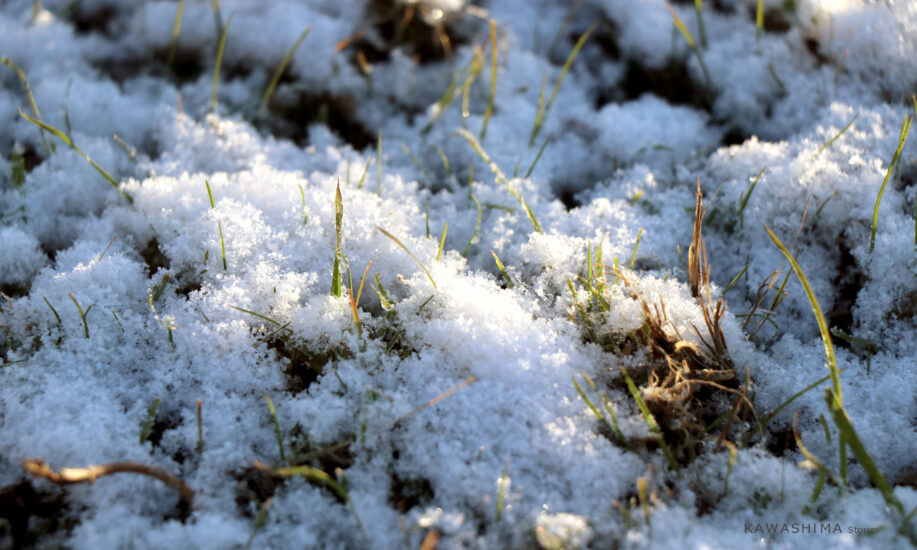 京都の本社に、初雪が降りました